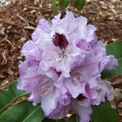  Rhododendron